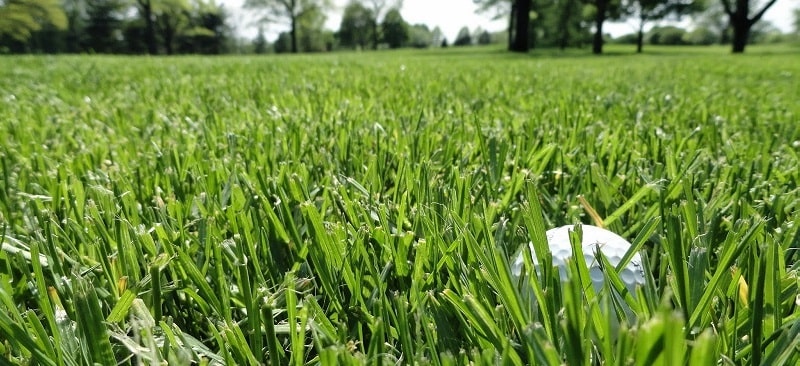 cỏ sân golf 
