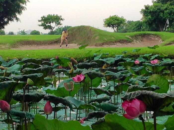 Sân tập golf Đảo Sen là địa chỉ quen thuộc của nhiều golfer Hà thành