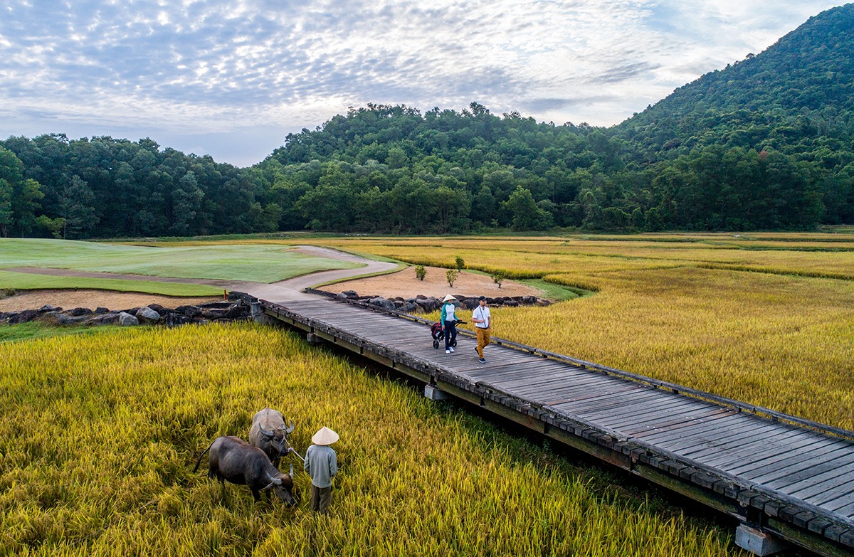 Cánh đồng lúa trong sân tập golf ở Huế